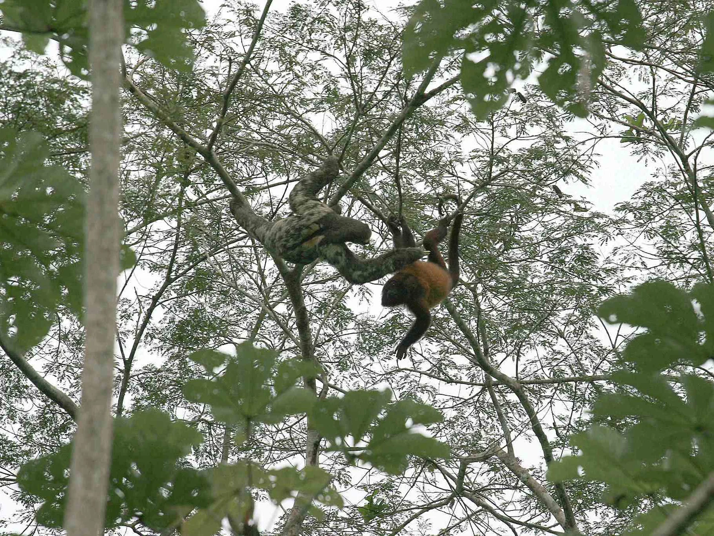 Photo of Guyanase rooi skreeuapie (Alouatta macconnelli)
