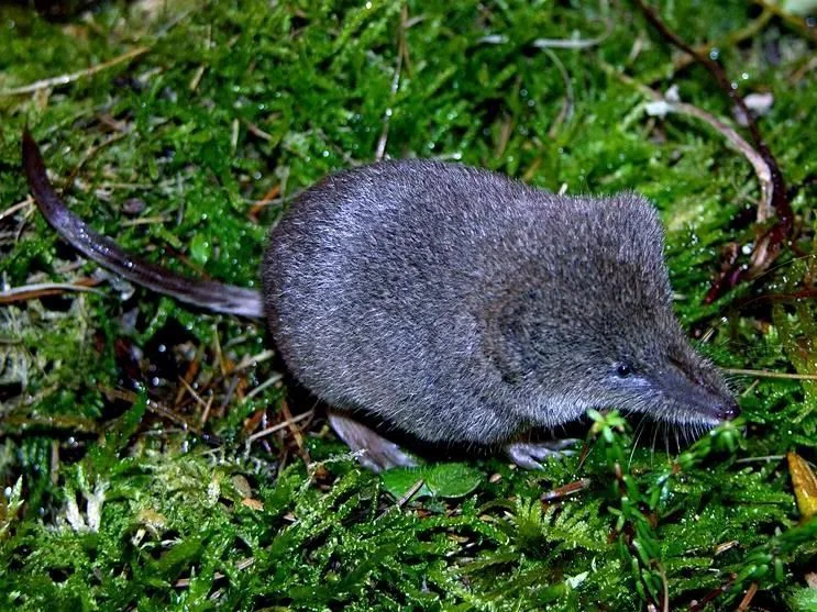 Photo of Gelykvormige muismuis (Sorex isodon)