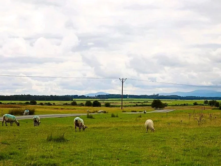 Illegal Hunting Threatens Curragh Plains in County Kildare