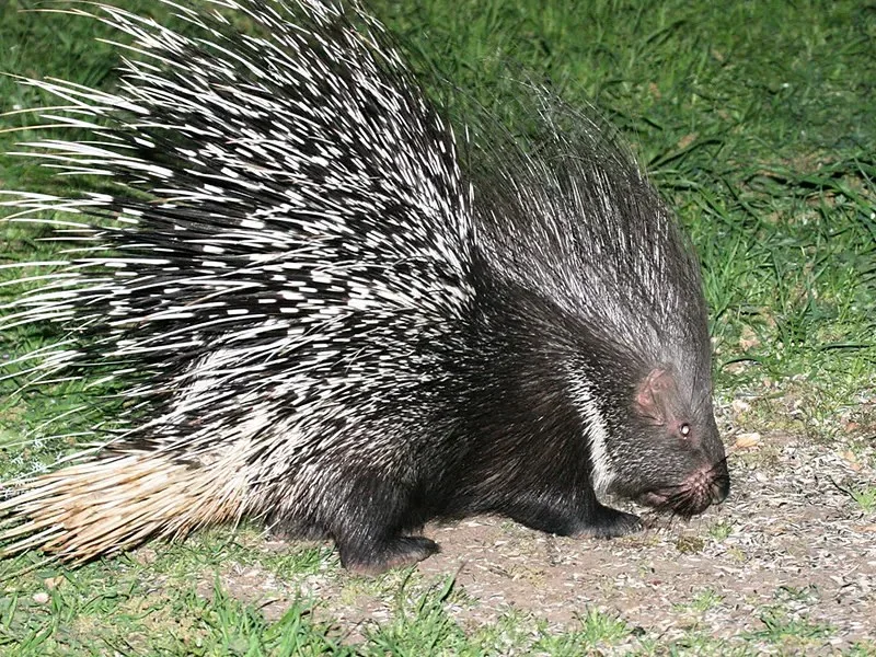 Stekelvark (Indiese stekelvark)