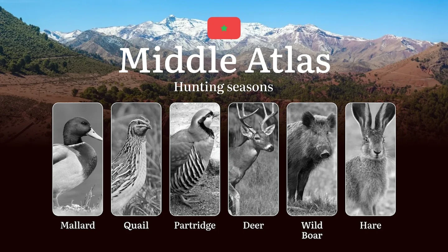 Hunting Periods and Permits in Middle Atlas: A Detailed Look at Game Movement Throughout the Year, Seasonal Limits, and…