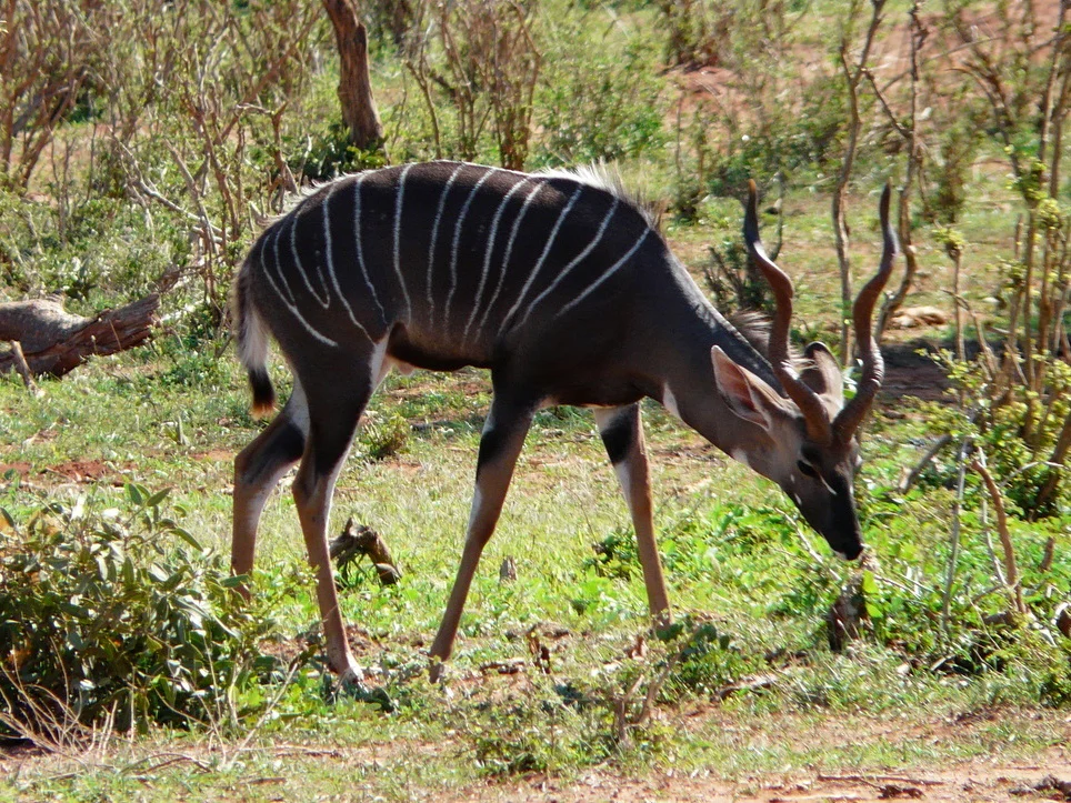 Kudu minore