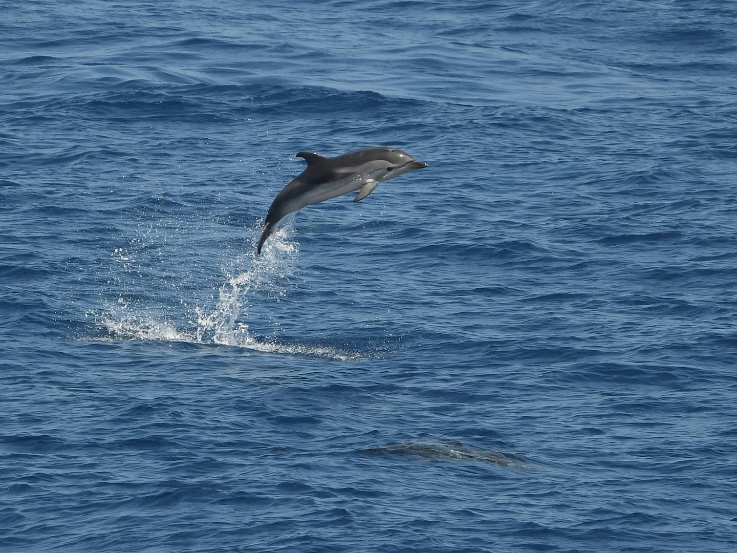 Photo of Gestreepde dolfyn (Stenella coeruleoalba)