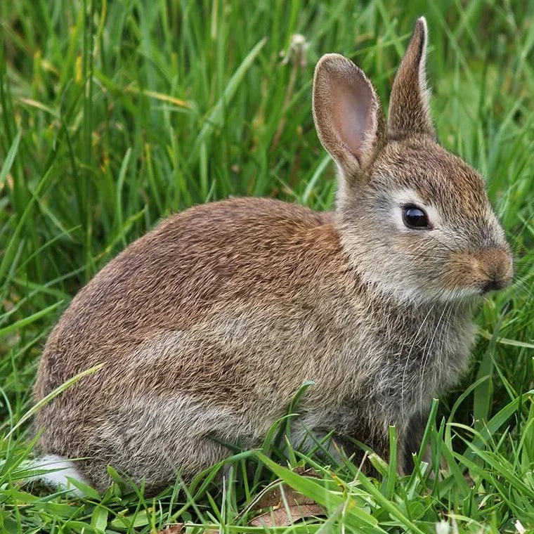 Rabbit Hunters Lose Control of Dog as It Kills Protected Irish Hare in Skerries
