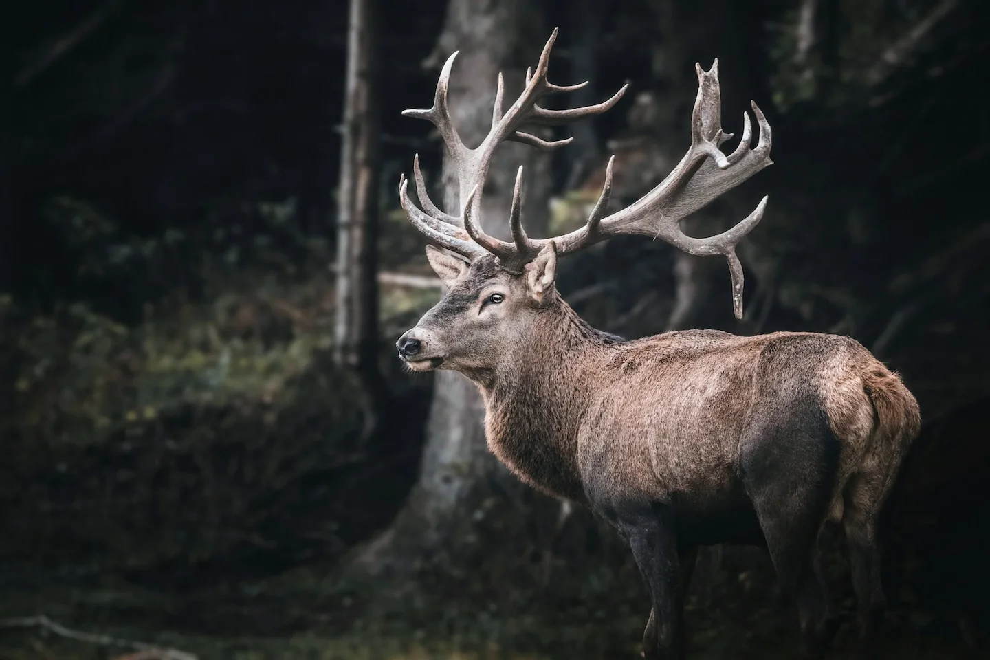 Erweiterte Jagdsaison: 3 Tage mehr für die Rotwildbejagung