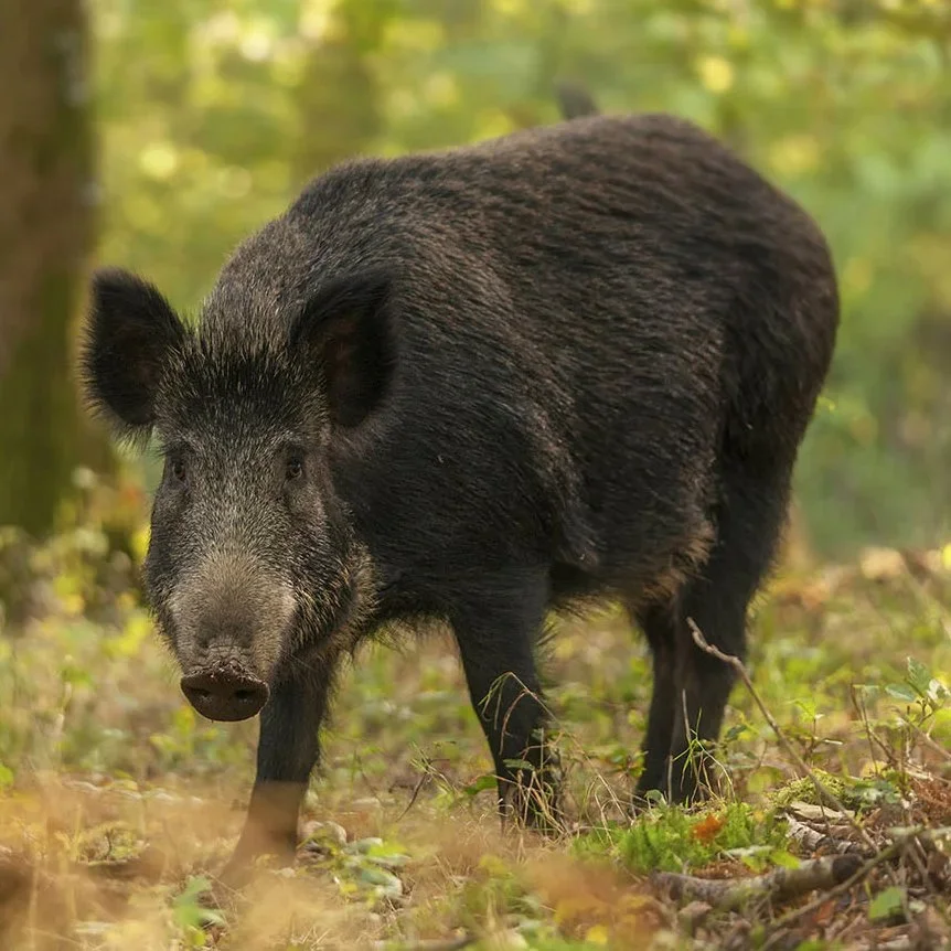 Aerial Hunters Mobilized as Australia Faces Post‑Flood Wild Boar Surge