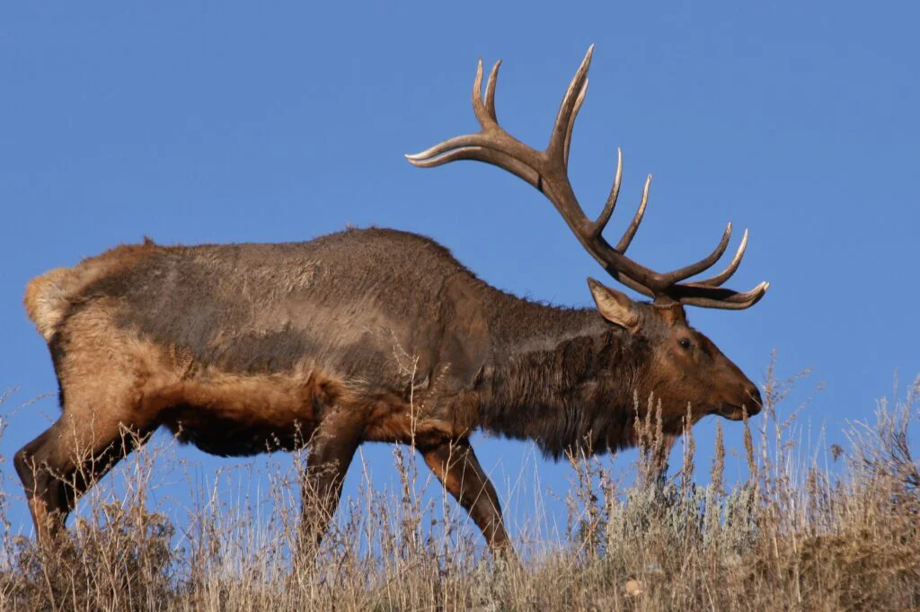 🦌 Pennsylvania Big Game Hunting 2026: Electronic Tagging Bill HB 2363 Heads to Senate