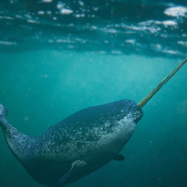 Rare Arctic Narwhal Found on Irish Coast for the First Time