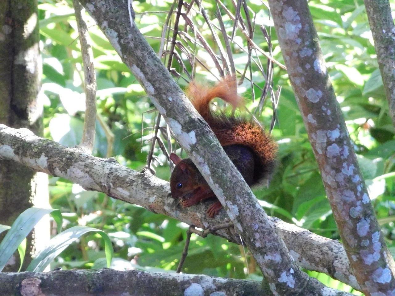 Photo of Noord-Amazoniese Rooi Eekhoring (Sciurus igniventris)