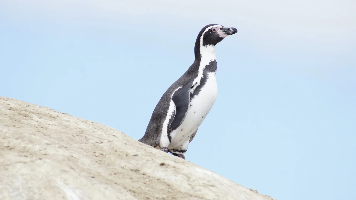 Chile declara al pingüino de Humboldt como Monumento Natural: protección total para una especie clave del Pacífico Sur