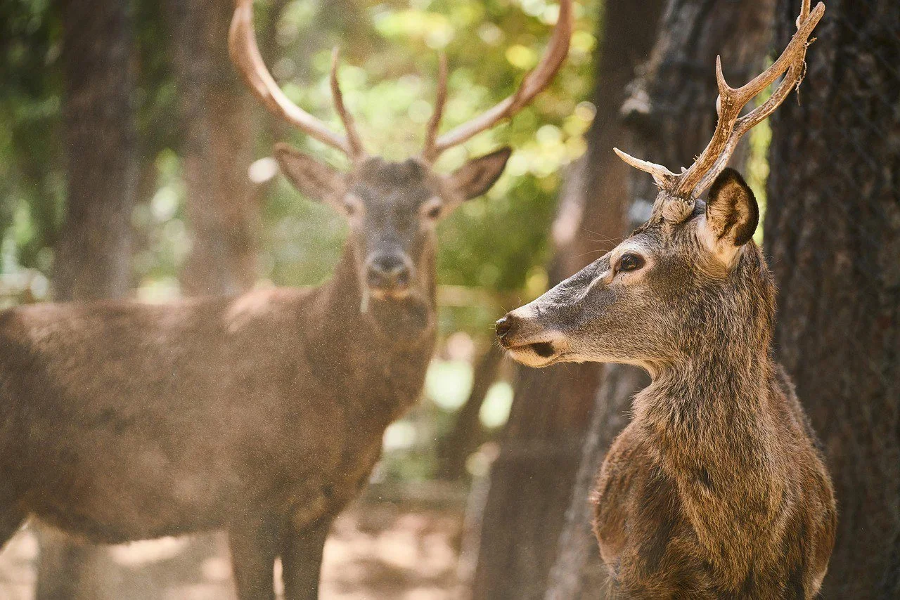 La Federación Andaluza de Caza pide que la nueva Ley de Montes reconozca la caza como uso forestal esencial en Andalucía…