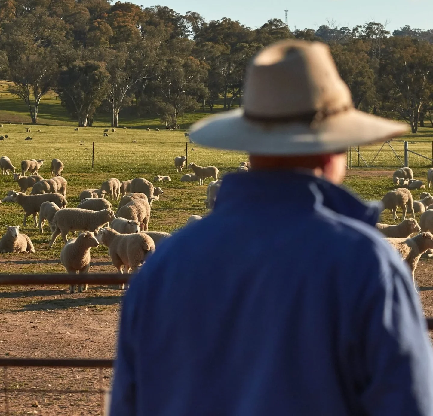 NSW Farmer Demands Larger Hunting Buffer Zones After Stray Bullets Hit His Property