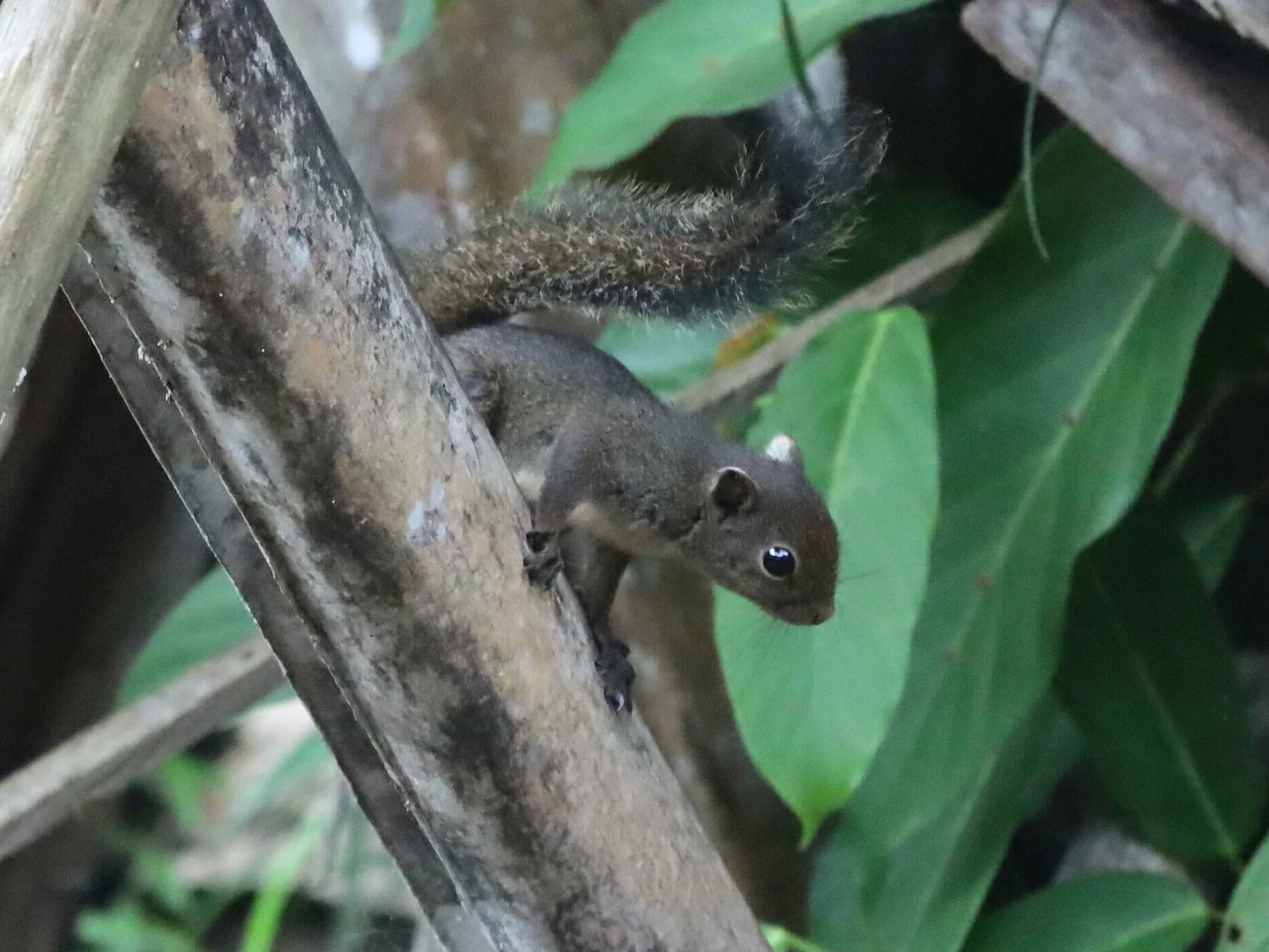 Photo of Boliviaanse eekhoring (Sciurus ignitus)