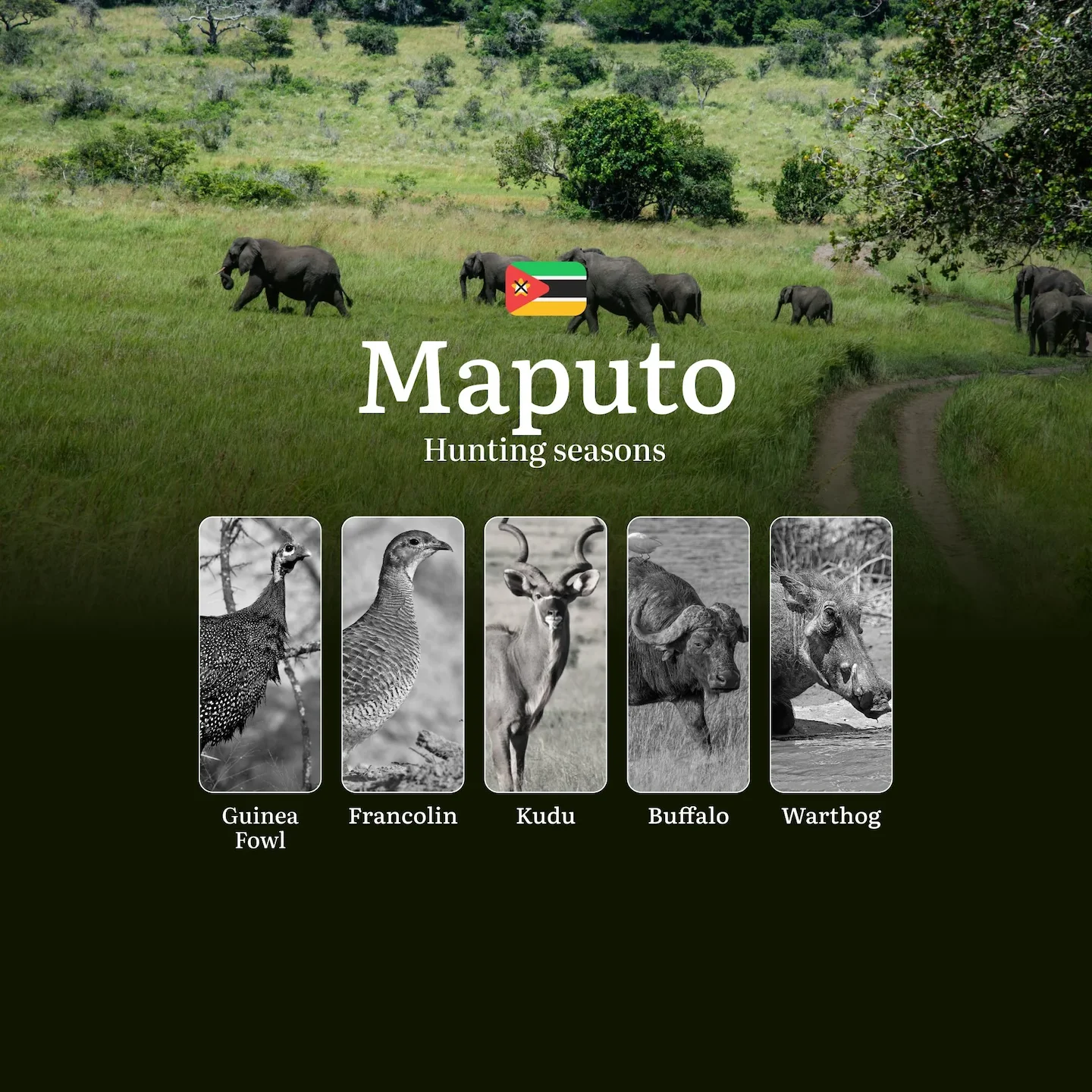 The Best Hunting Seasons in Maputo, Mozambique: Regulations, Licenses, and Prime Times for Trophy Game