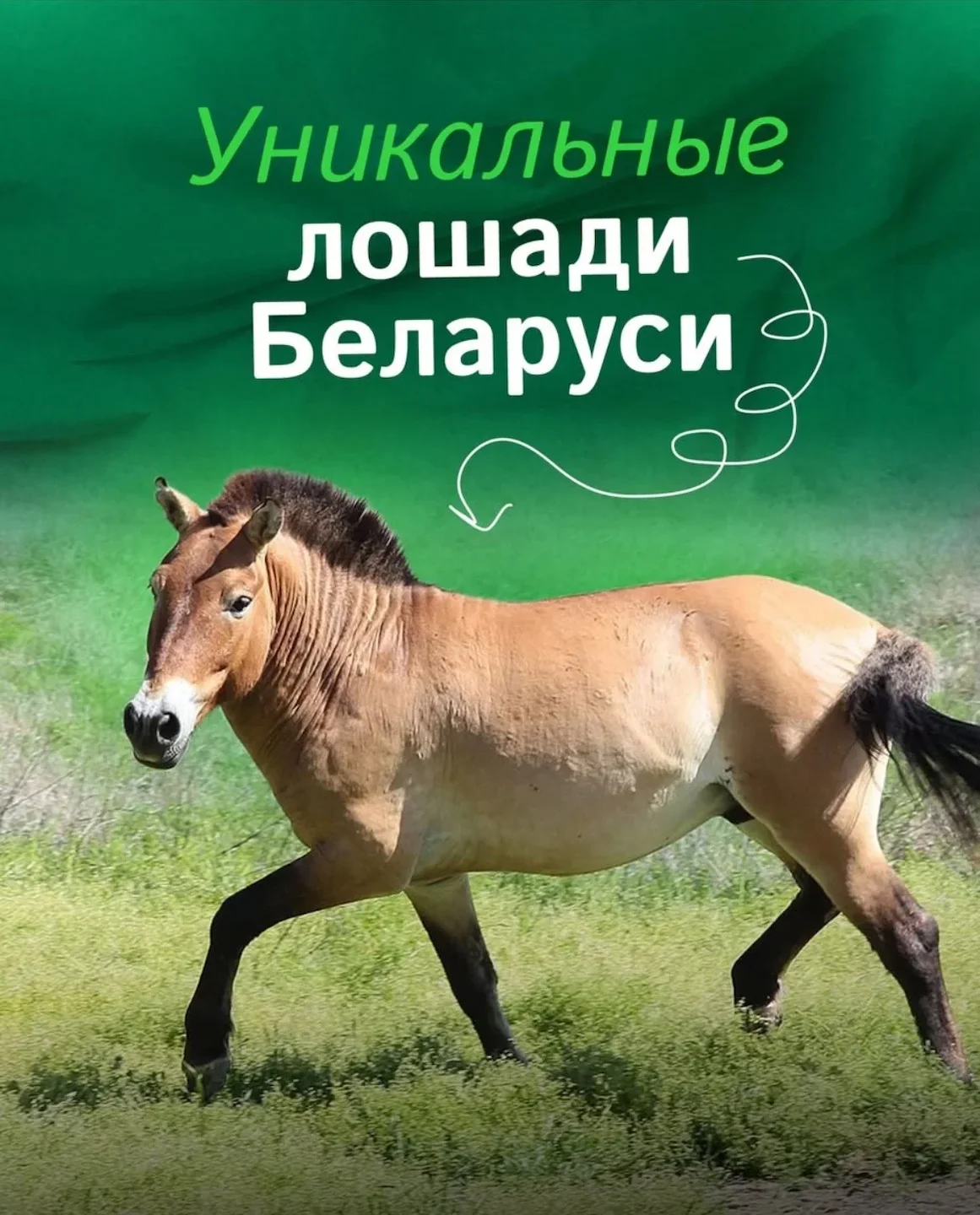 Более 150 тарпановидных лошадей и уникальные лошади Пржевальского обитают в заповедниках Беларуси!