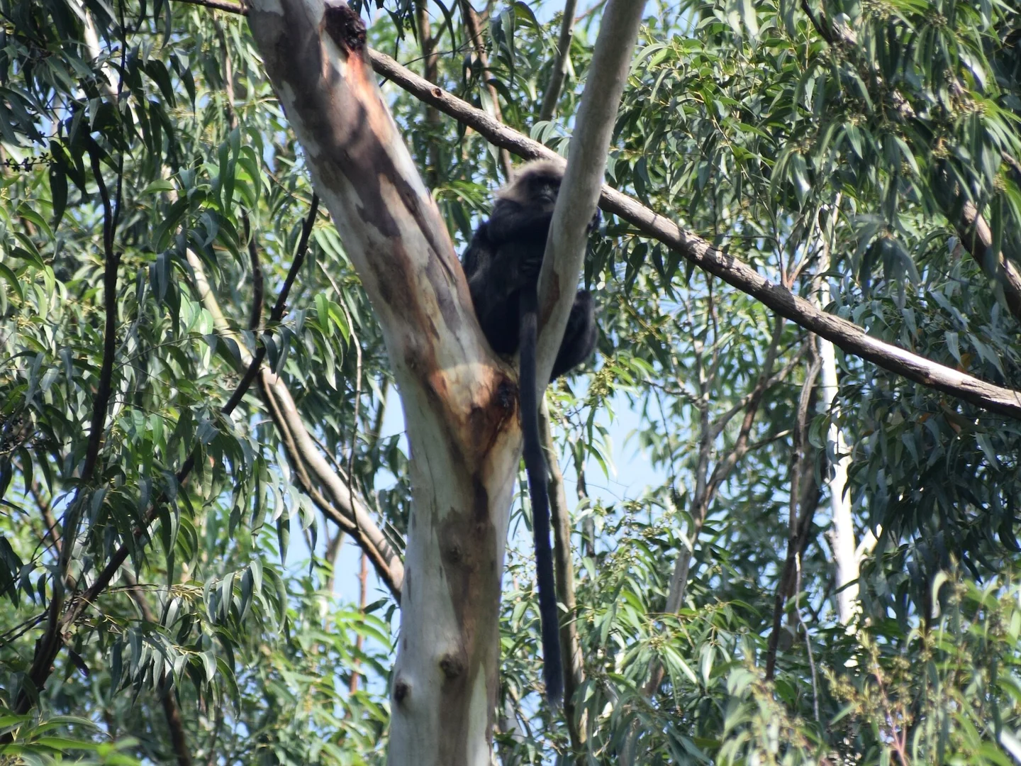Photo of Nilgiri-langur (Semnopithecus johnii)