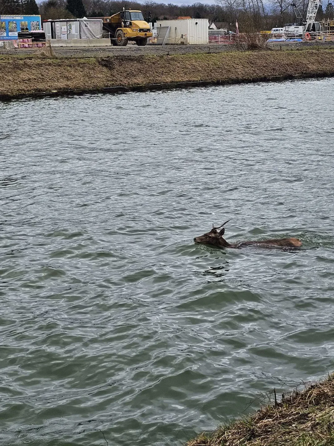 Oise: un jeune cerf secouru par les pompiers après être tombé dans le canal à Montmacq