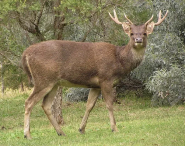 Tasmanian Deer Season 2026: Hunters and Motorists Praised for Responsible Conduct in Central Highlands