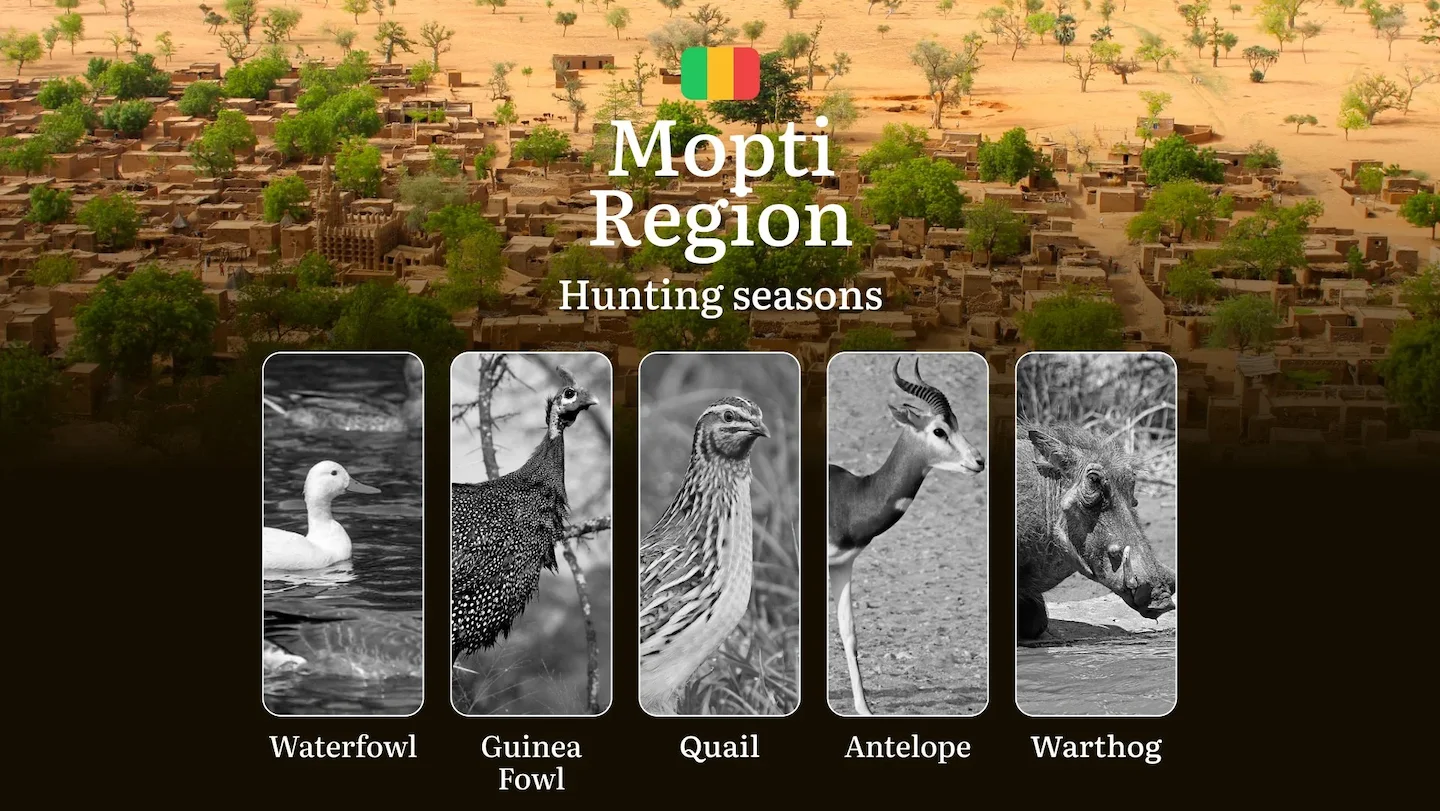 Hunting Season Schedule in Mopti Region: Year-Round Huntable Species, Game Movement by Season, and the Procedure for Obt…