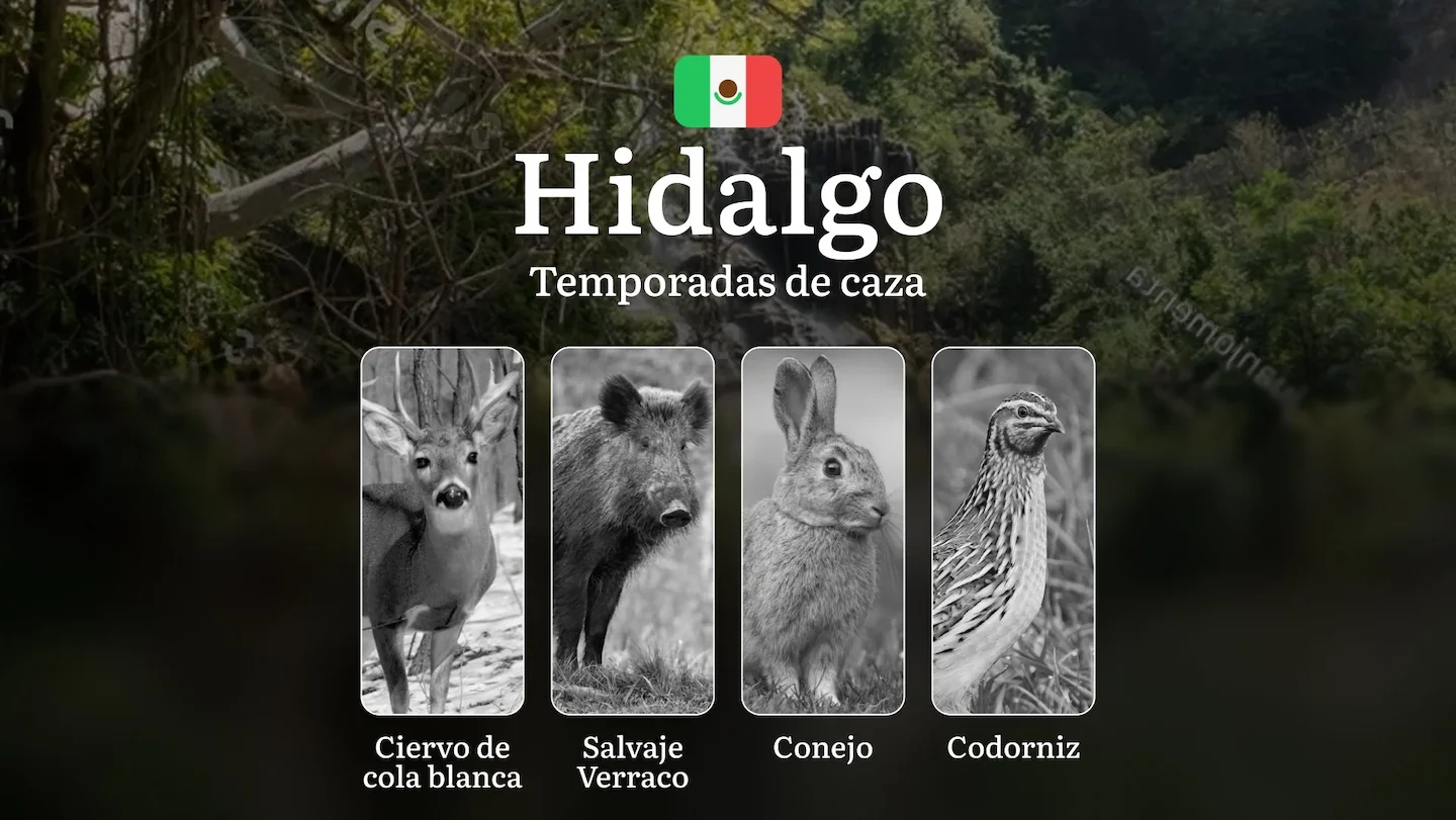 Temporadas y períodos de caza en Hidalgo: Patrones Estacionales, Regulaciones y Licencias para Cazadore