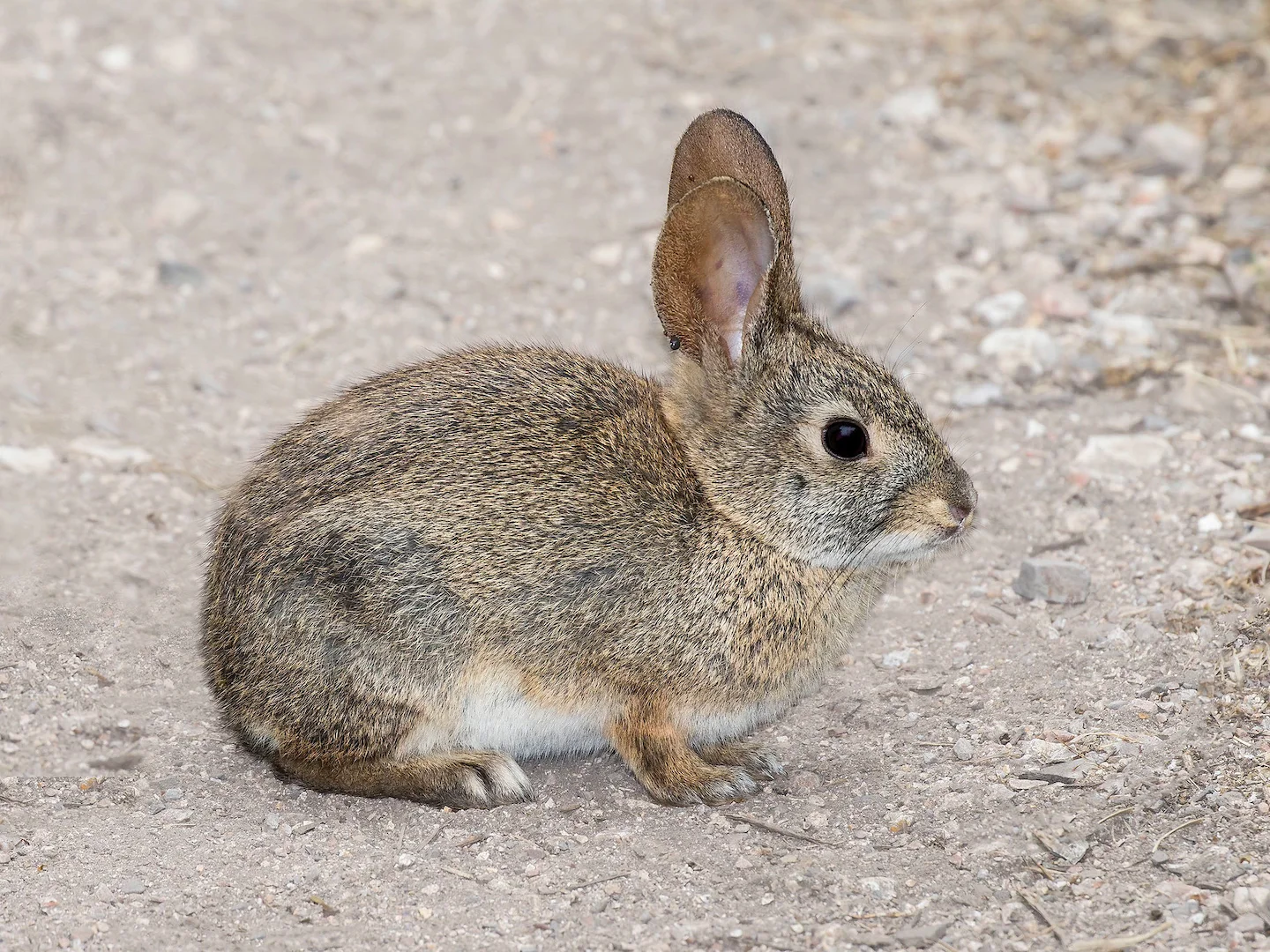 Photo of San José-struikkonyn (Sylvilagus mansuetus)