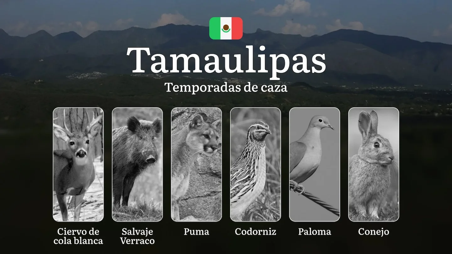 Temporadas y períodos de caza en Tamaulipas: Fechas, Regulaciones y Mejores Épocas para la Cacería