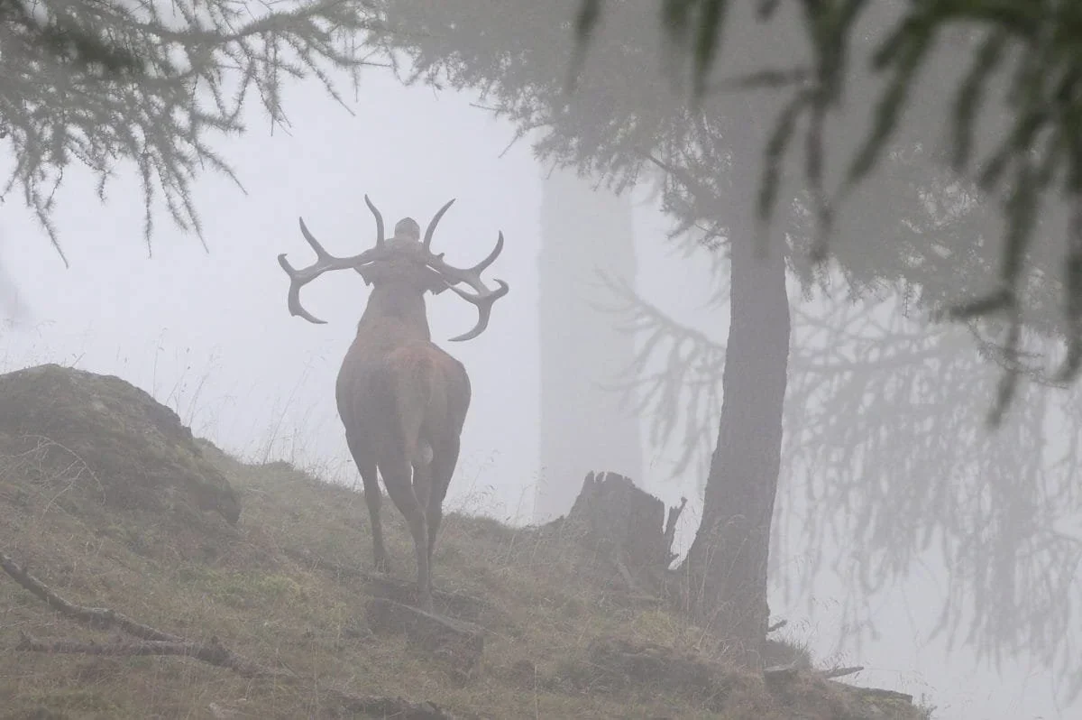 Jagd im Bezirk Porrentruy (Kanton Jura), Schweiz: Besonderheiten, Jägerschaft, Jagdweisen, Wildarten, Jagdphasen, Vorsch…