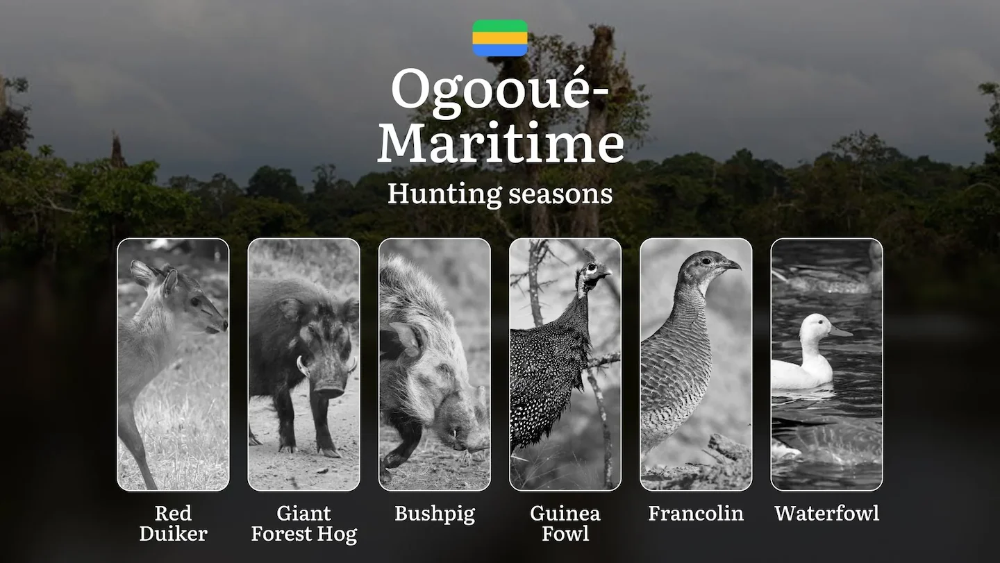 Hunting Seasons in OGOOUÉ-MARITIME: Key Hunting Periods, Regional Regulations, Legal Requirements, Protected Species and…