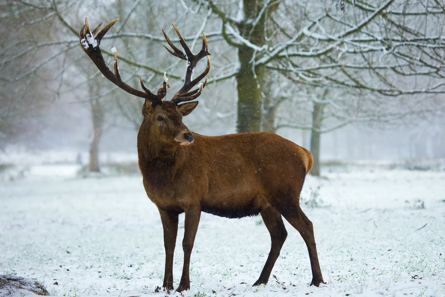 Special Hunt Begins in Cranbrook