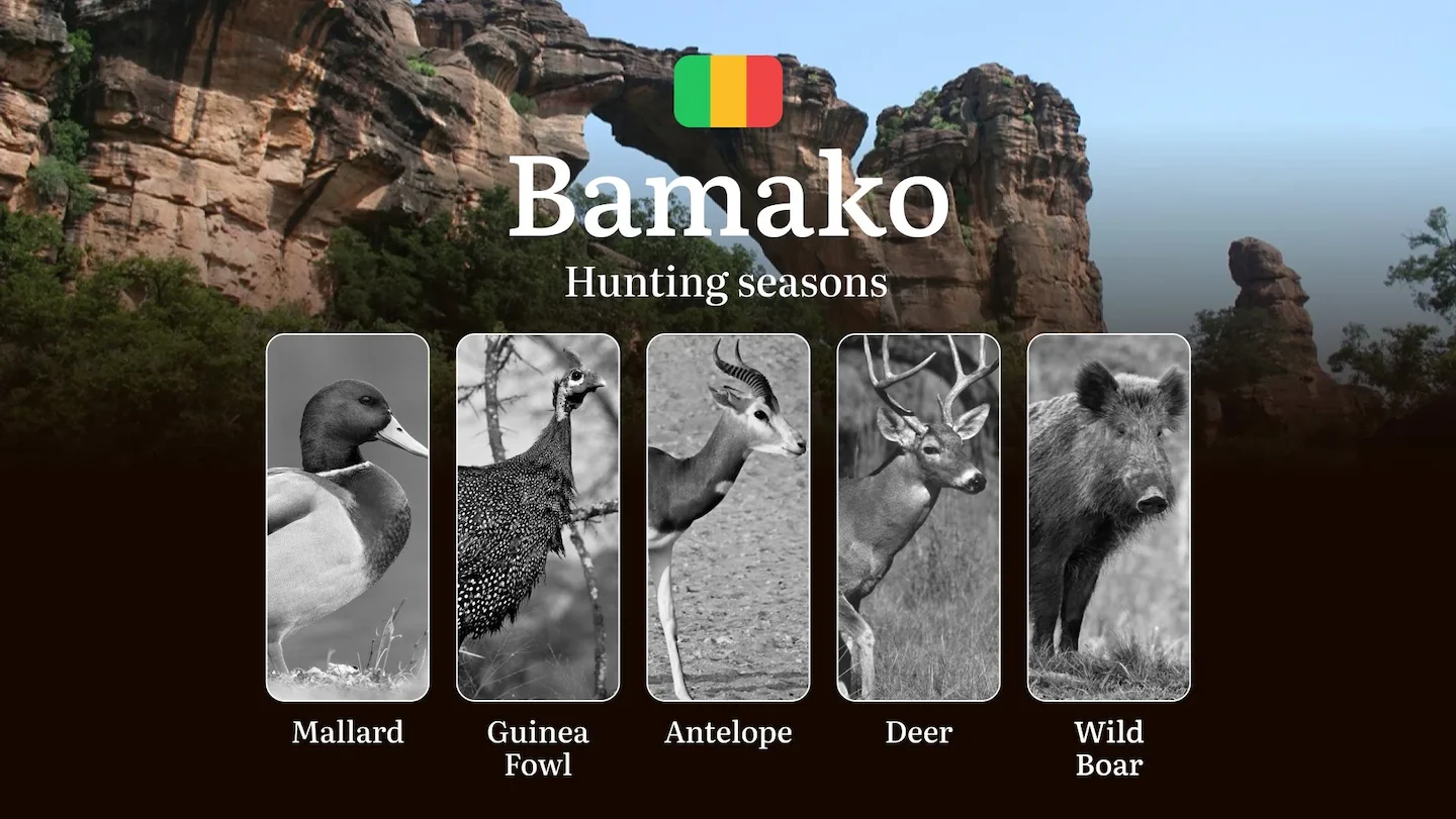 Hunting Seasons in Bamako: Regional Regulations, Obtaining a Hunting License in the Region, Penalties for Violating Hunt…