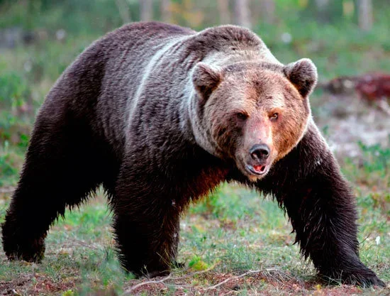 Parlamento Europeo Riconosce la Gravità del Problema dei Grandi Carnivori nei Territori Alpini