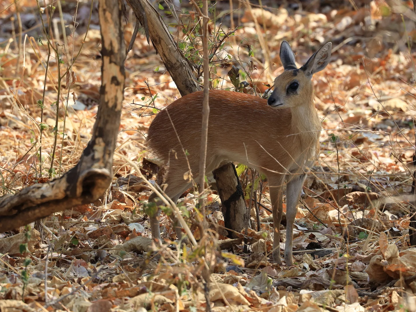 Photo of Sharpe se grysbok (Raphicerus sharpei)