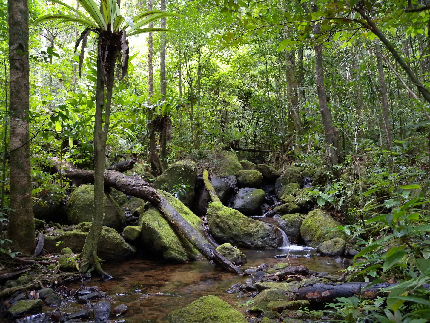 Measuring biodiversity in a world of tree-planting pledges