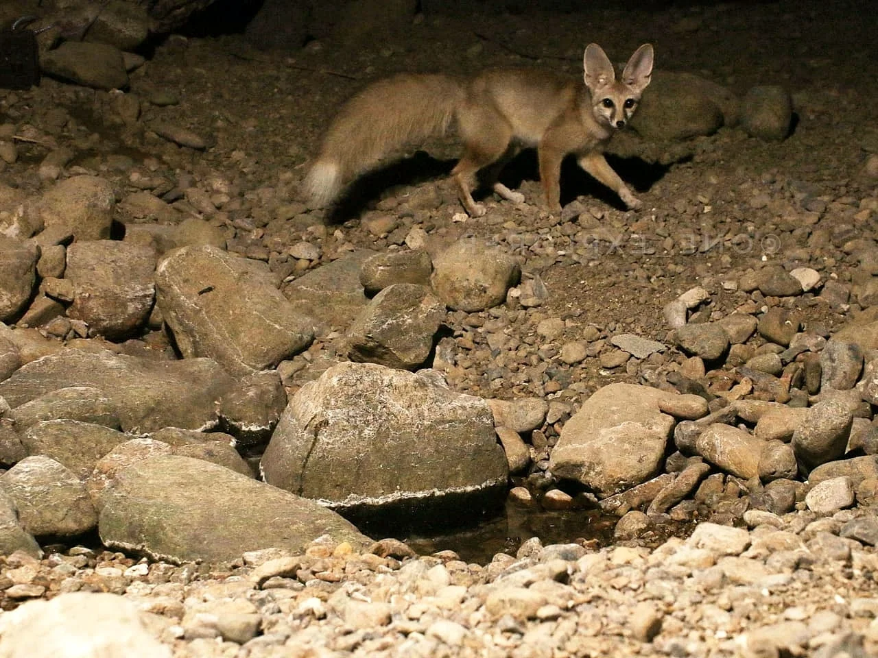 Photo of Blanford-seeënd (Vulpes cana)