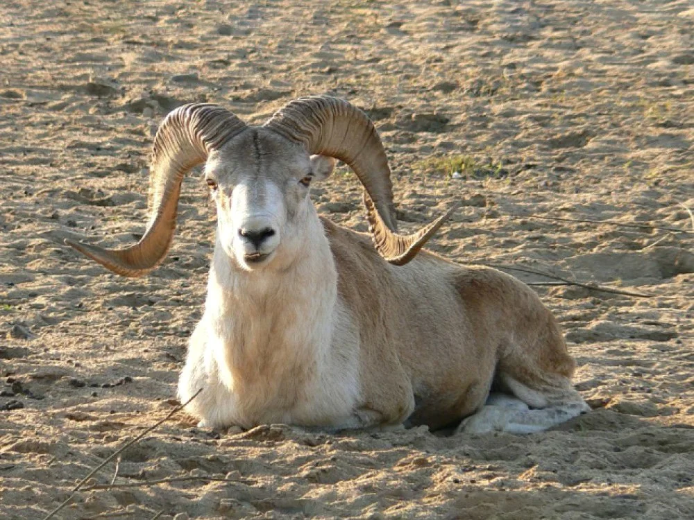 الأرغالي (أغنام ماركو بولو)