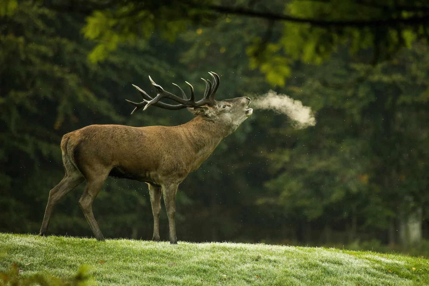 Ontario Hunters Fined $4,500 for Illegal Deer Hunting: A Cautionary Tale on Trespass and Tag Violations