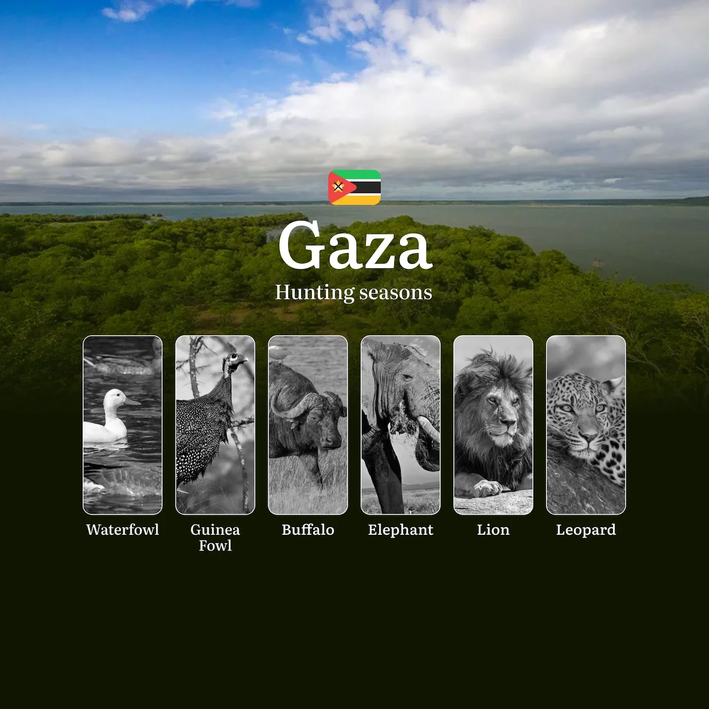 Unlocking the Best Hunting Seasons in Gaza, Mozambique: Timings, Licenses, and Trophy Opportunities