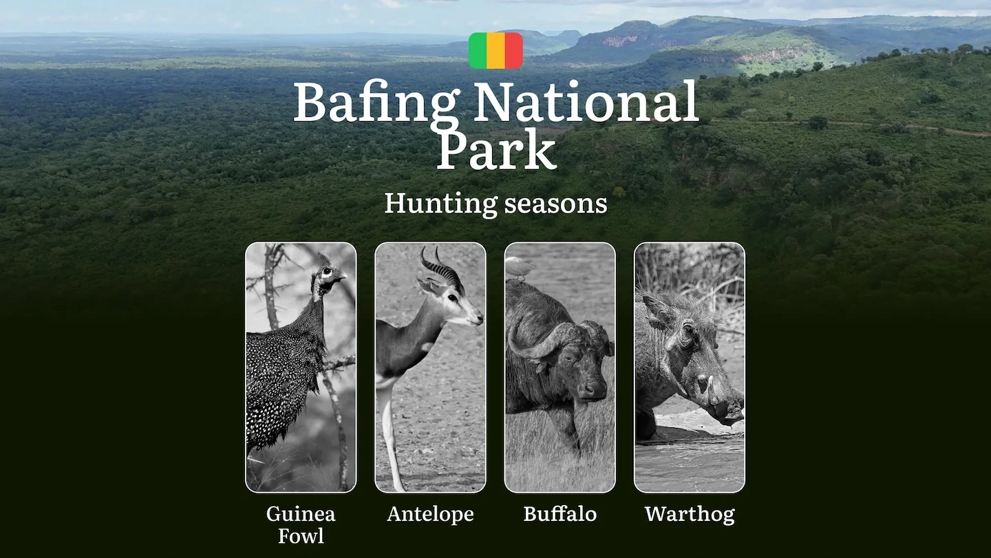 Hunting Dates in Bafing National Park: Authorized Hunting Seasons, Temporary Restrictions, Permit Regulations, Penalties…