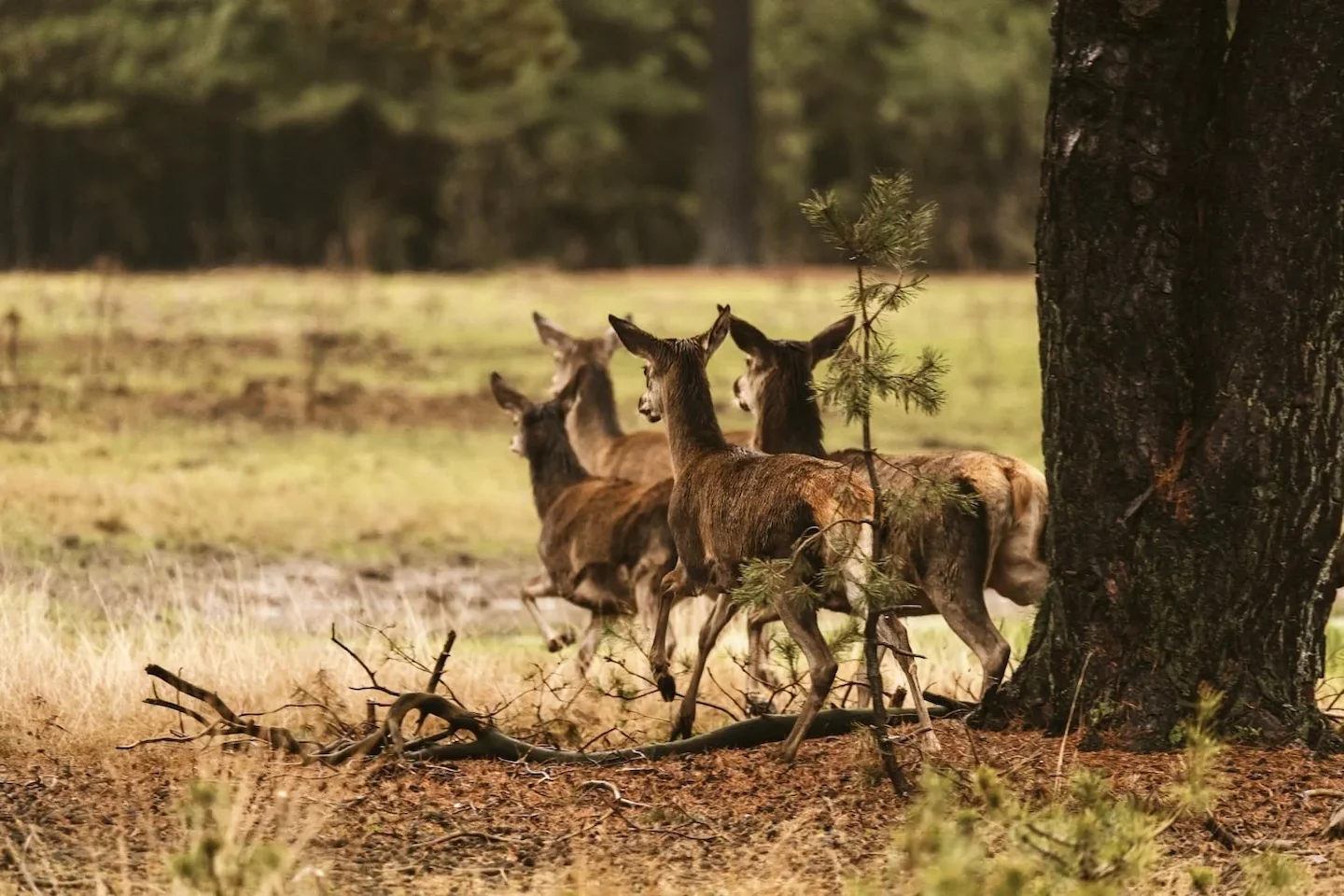 UK Deer Strategy 2026: Government's 10-Year Plan to Combat Woodland Damage – Essential Guide for Hunters & Landowners