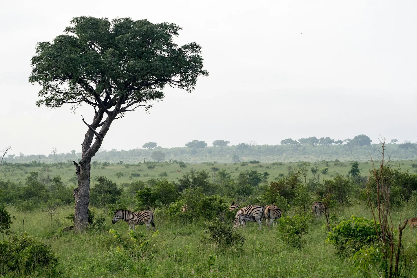 Guardians of the Desert: Anti-Poaching Efforts in Mali’s Adrar des Ifoghas Amid Conflict and Conservation Challenges