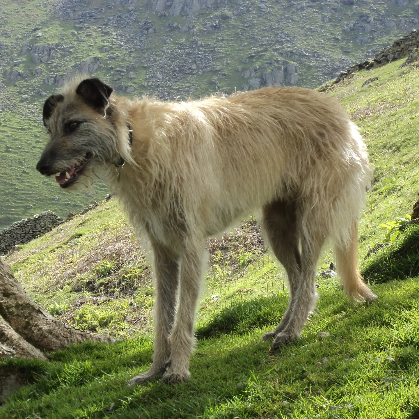 Illegal Lurcher Dog Hunting in Limerick Sparks Fresh Court Case