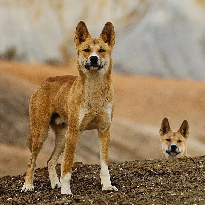 Dingo Under Fire: Why Australia’s Apex Predator Is Being Wiped Out Despite Its Ecological Value