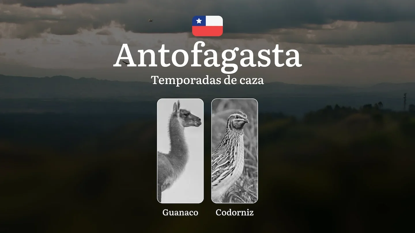 Temporadas de caza en la región de Antofagasta, Chile: épocas, permisos, normas y mejores momentos para la caza
