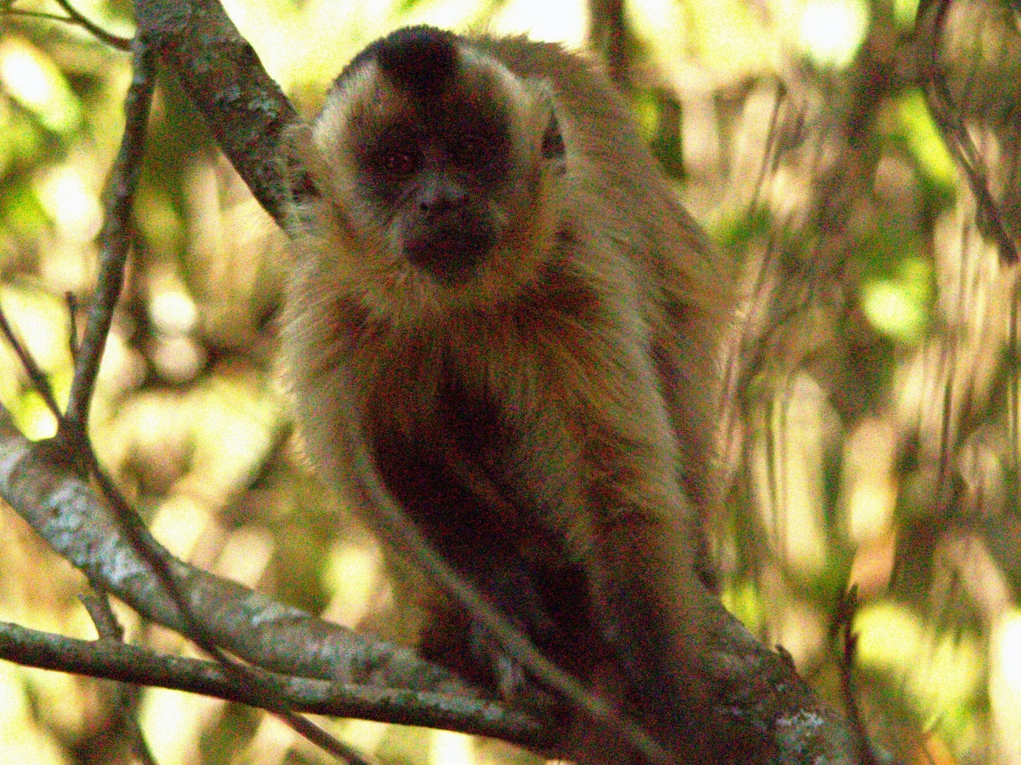 Photo of Swartstreep-kapusien (Sapajus libidinosus)