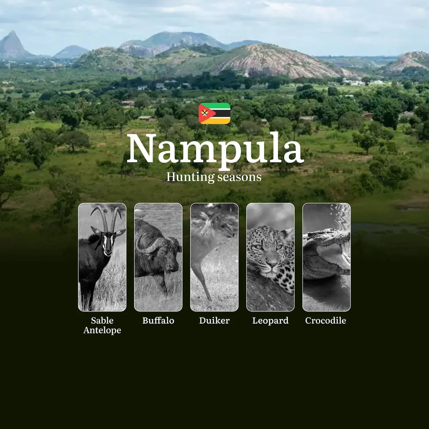 When the Baobabs Cast Long Shadows: Nampula's Premier Hunting Seasons for Africa's Most Elusive Trophies