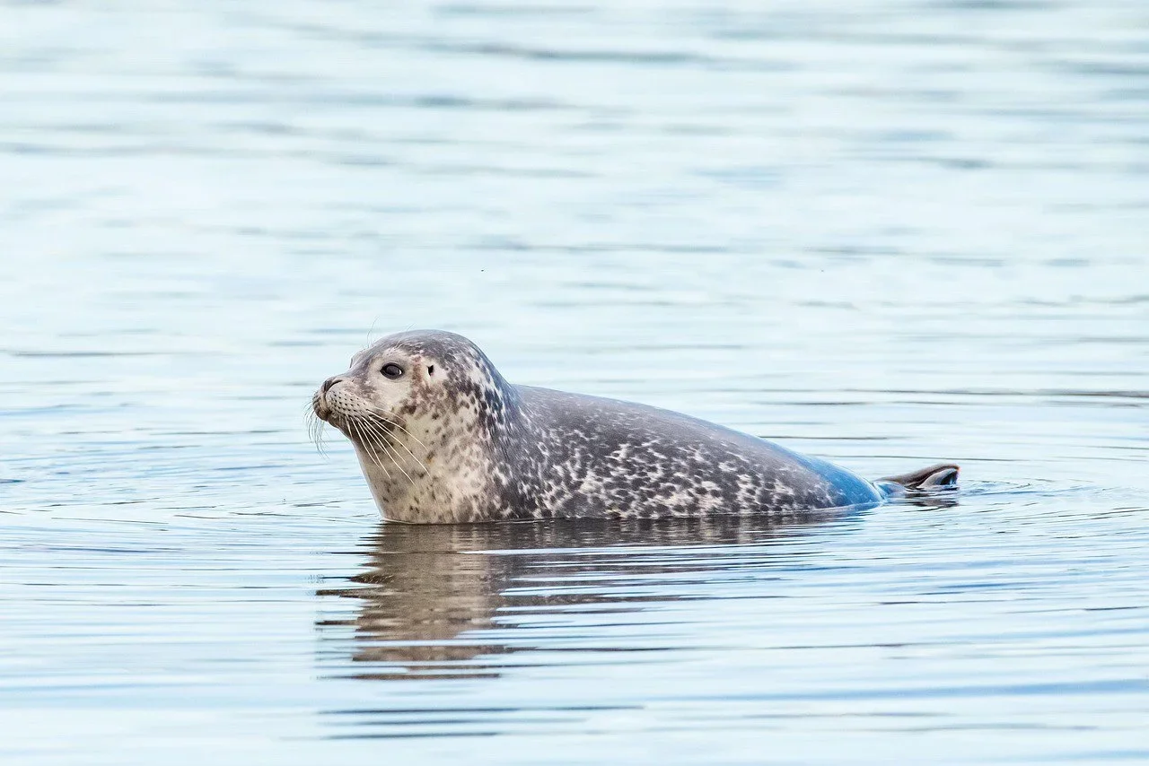 Seal Hunting Quotas in Finland Under Scrutiny