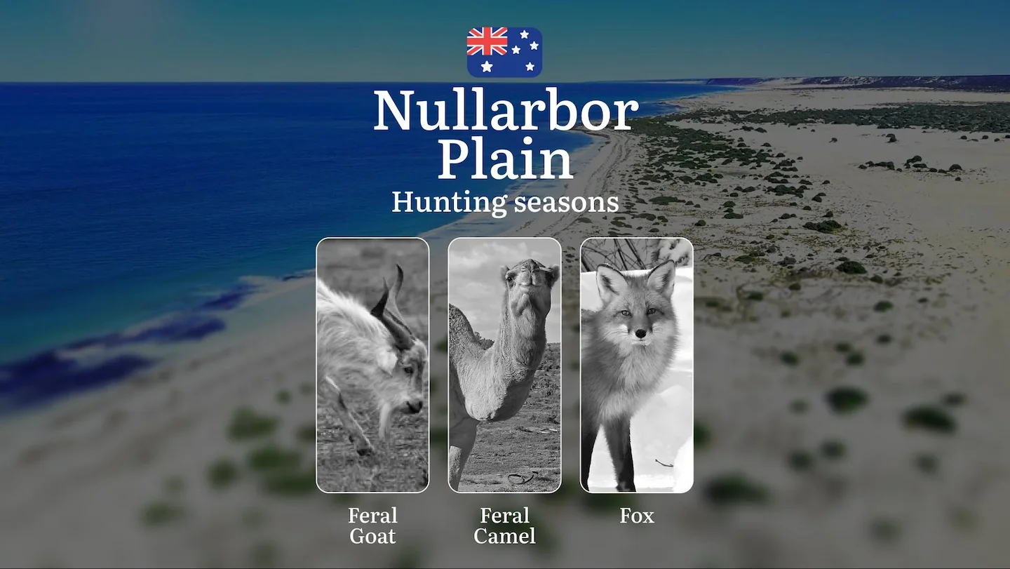 Nullarbor Plain’s Hunting Calendar: When the Limestone Plains Awaken - Camel, Kangaroo and Outback Pursuits