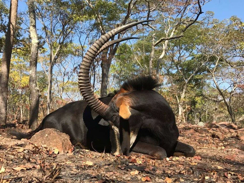 Hunting in Cuando Cubango (Angola): Natural specifics, Hunting Methods, Traditions, Associations, Laws, Interesting Fact…