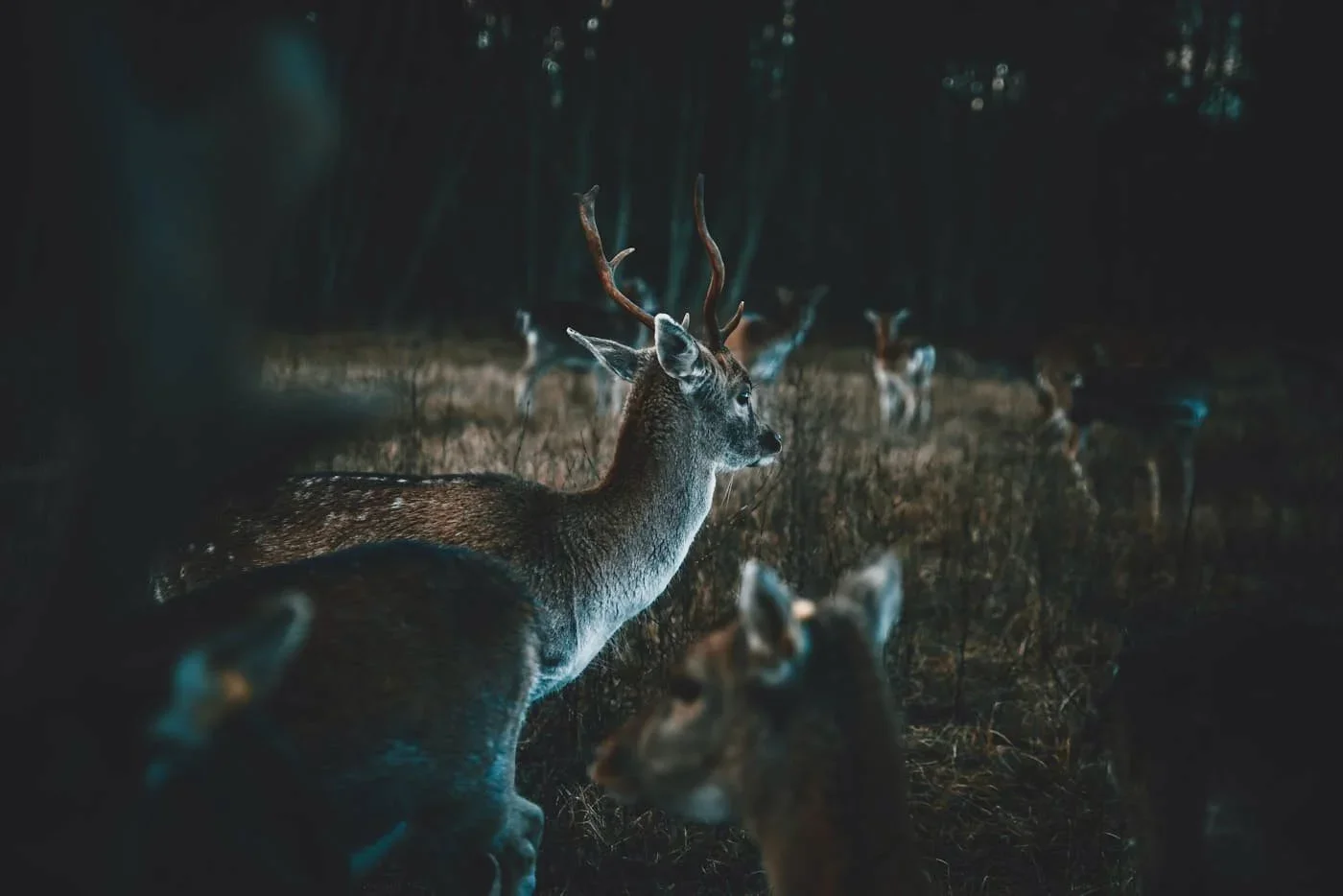 Natural England CL55 Deer Night Shooting Licence 2026: Thermal Imaging Now Legal for Deer Control in England