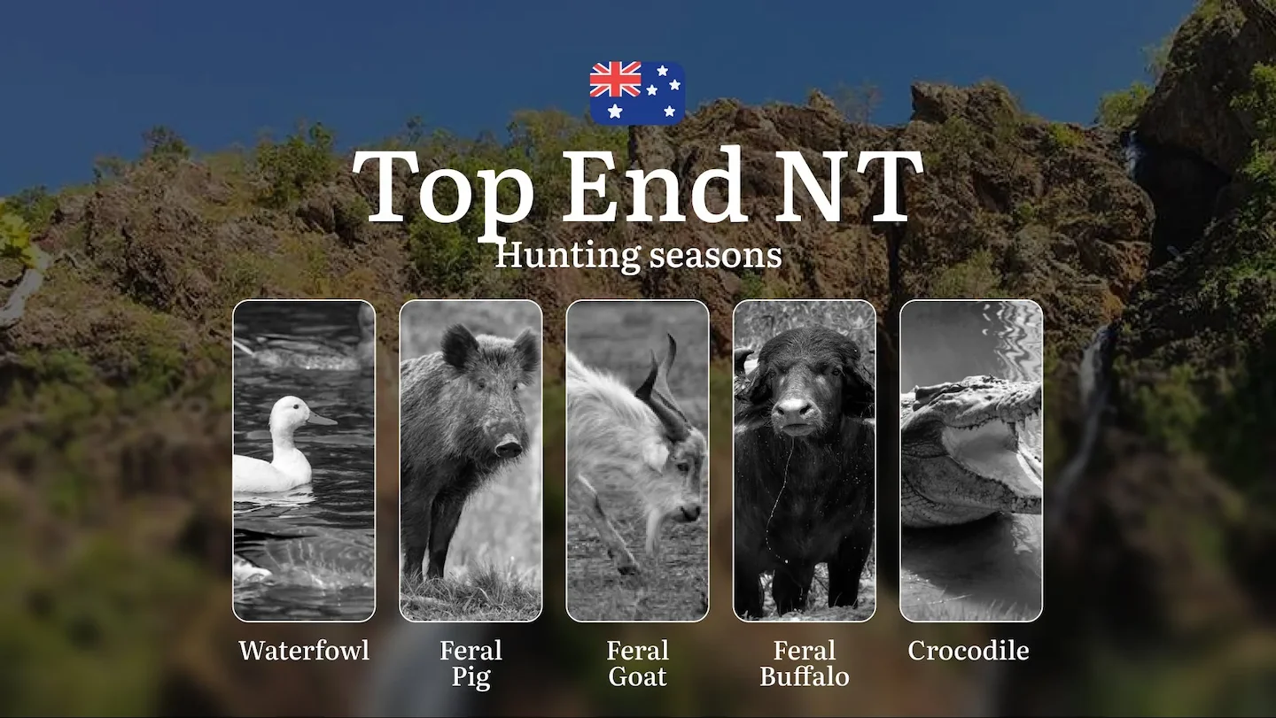 Top End NT Hunting Seasons: When the Monsoon Dictates the Chase - Buffalo, Banteng and Wetland Pursuits